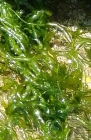 Ulva intestinalis