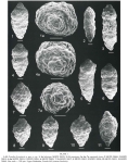 Posadia feroniensis Giusberti & Coccioni, 2003