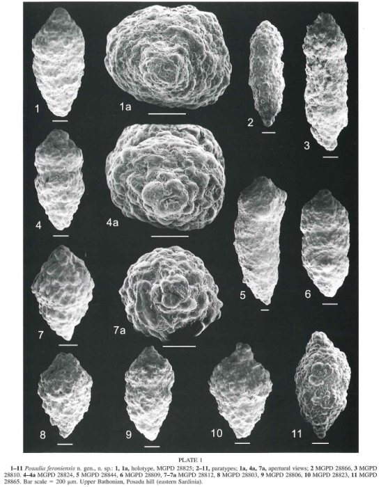 Posadia feroniensis Giusberti & Coccioni, 2003 Posadia feroniensis Giusberti & Coccioni, 2003