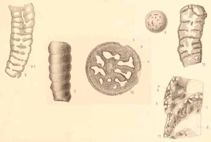 Lituola cylindrica Perner, 1892 Lituola cylindrica Perner, 1892