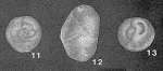 Epistominitella elongata Poroshina, 1966