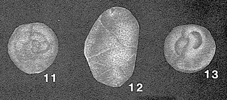 Epistominitella elongata Poroshina, 1966 Epistominitella elongata Poroshina, 1966