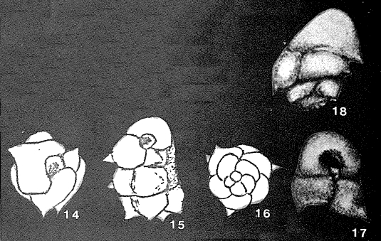 Caucasina sectile Ter-Grigoryants, 1965 Caucasina sectile Ter-Grigoryants, 1965