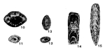 Pseudowanganella tenuitheca Sosnina, 1983
