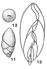Ellipsopolymorphina fornasinii Galloway, 1933 Ellipsopolymorphina fornasinii Galloway, 1933