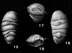 Wheelerella magdalenaensis Petters, 1954