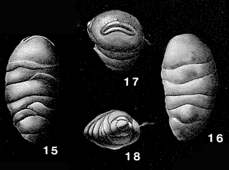 Wheelerella magdalenaensis Petters, 1954 Wheelerella magdalenaensis Petters, 1954