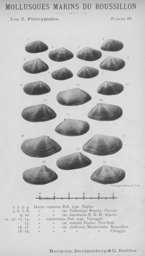 Bucquoy et al. (1887-1898, pl. 69)