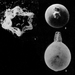 Pristinosceptrella hispida Patterson & Richardson, 1987