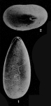 Duplella apexadina Patterson & Richardson, 1987