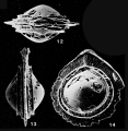 Palliolatella avita Patterson & Richardson, 1987, author: Le Coze, Franis