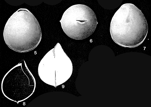 Lagena ventricosa Silvestri, 1904 Lagena ventricosa Silvestri, 1904