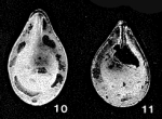Pseudosolenina borealis R.W. Jones, 1984
