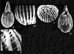 Pytine parthenopeia Moncharmont Zei & Sgarrella, 1978