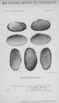 Mollusca (molluscs)
