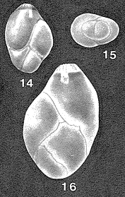 Esosyrinx curta (Cushman & Ozawa, 1930) Esosyrinx curta (Cushman & Ozawa, 1930)