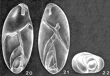 Laryngosigma hyalascidia Loeblich & Tappan, 1953 Laryngosigma hyalascidia Loeblich & Tappan, 1953