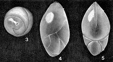 Siphoglobulina siphonifera Parr, 1950 Siphoglobulina siphonifera Parr, 1950