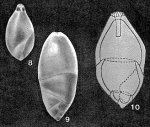 Tappanella arctica Gudina & Saidova, 1969
