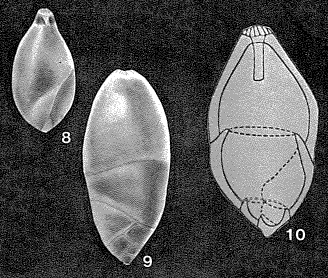 Tappanella arctica Gudina & Saidova, 1969 Tappanella arctica Gudina & Saidova, 1969
