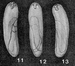 Tomaculoides lucidum Loeblich & Tappan, 1963