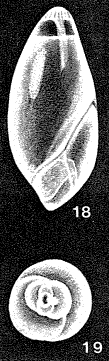 Globulotuboides orbicula McCulloch, 1977 Globulotuboides orbicula McCulloch, 1977