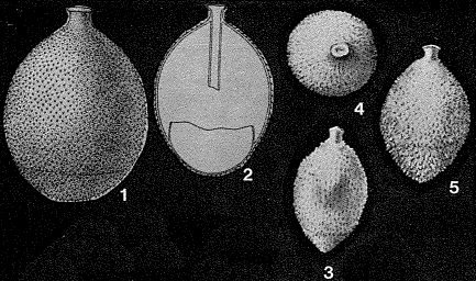 Glandulina spinata Cushman, 1935 Glandulina spinata Cushman, 1935