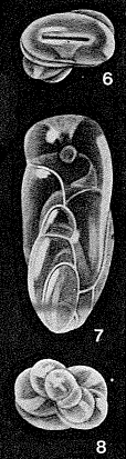 Entomorphinoides carlae McCulloch, 1977 Entomorphinoides carlae McCulloch, 1977