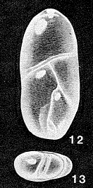 Entopolymorphina simulata McCulloch, 1977 Entopolymorphina simulata McCulloch, 1977