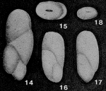 Obliquilingulina oblonga Zheng, 1979