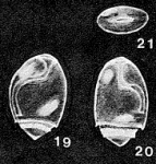 Metalingulina belluliformis McCulloch, 1977