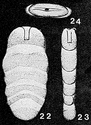 Lingulina aselliformis Buchner, 1942 Lingulina aselliformis Buchner, 1942
