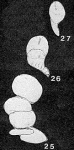 Oolitella Makiyama & Nakagawa, 1941