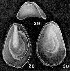 Seabrookia pellucida Brady, 1890 Seabrookia pellucida Brady, 1890
