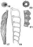 Mesodentalina matutina (d'Orbigny, 1850)