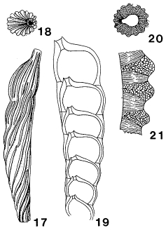 Mesodentalina matutina (d'Orbigny, 1850) Mesodentalina matutina (d'Orbigny, 1850)