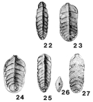 Frondicularia carinata Burbach, 1886