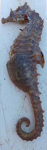 Hippocampus hippocampus, Fig.1 Hippocampus hippocampus, Fig.1