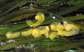 Heterobranchia