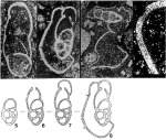 Tentilenticulina latens Hitchings, 1980
