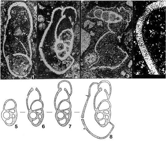 Tentilenticulina latens Hitchings, 1980 Tentilenticulina latens Hitchings, 1980