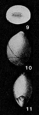 Lingulinopsis sequana Berthelin, 1880 Lingulinopsis sequana Berthelin, 1880