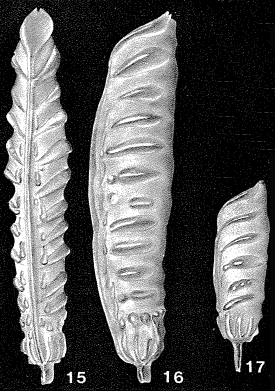 Vaginulina legumen (Linnaeus, 1758) Vaginulina legumen (Linnaeus, 1758)