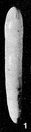 Rimulinoides elongatus Saidova, 1975 Rimulinoides elongatus Saidova, 1975