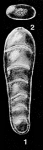 Pseudolingulina advena McCulloch, 1977