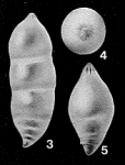 Pandaglandulina dinapolii Loeblich & Tappan, 1955