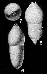 Pseudonodosaria discreta (Reuss, 1850) Pseudonodosaria discreta (Reuss, 1850)