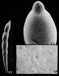 Laevidentalina aphelis Loeblich & Tappan, 1986