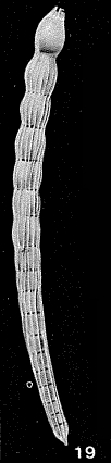 Dentalina cuvieri (d'Orbigny, 1826)