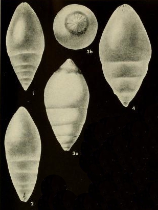 Rectoglandulina appressa Loeblich & Tappan, 1955 Rectoglandulina appressa Loeblich & Tappan, 1955